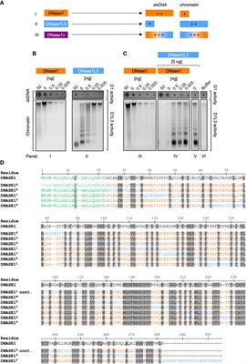 Targeting NETs using dual-active DNase1 variants